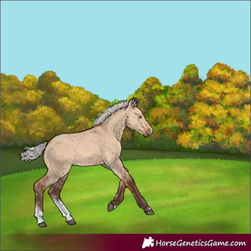 Horse Color:Silver Bay Dun Sabino 