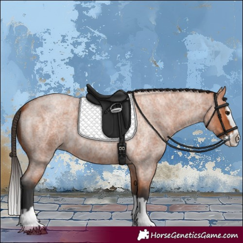 Horse Color:Bay Roan Splash 