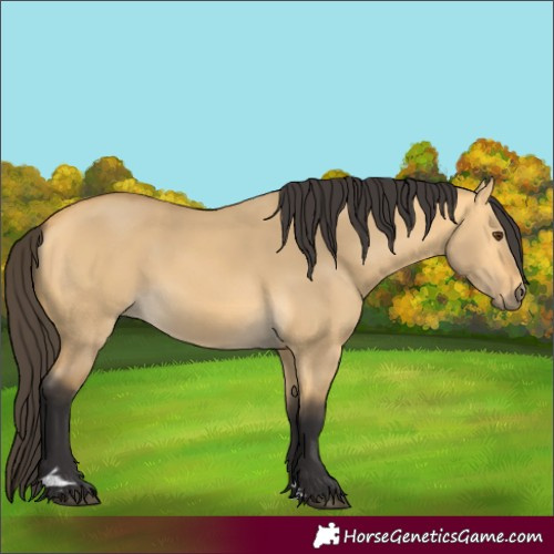 Horse Color:Buckskin Dun Rabicano 