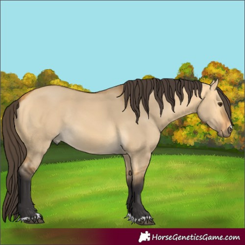 Horse Color:Buckskin Dun Rabicano 