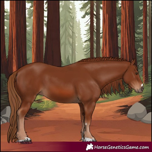 Horse Color:Chestnut 