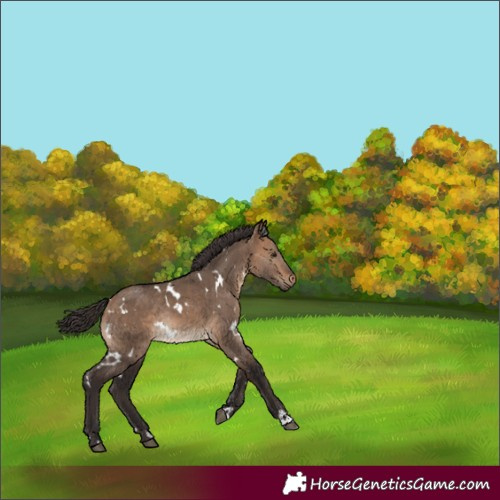 Horse Color:White Spotted Bay Dun Rabicano 