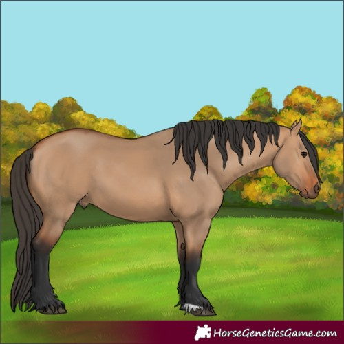 Horse Color:Bay Dun