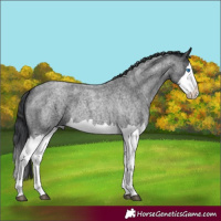 Horse Color:Blue Roan Splash 