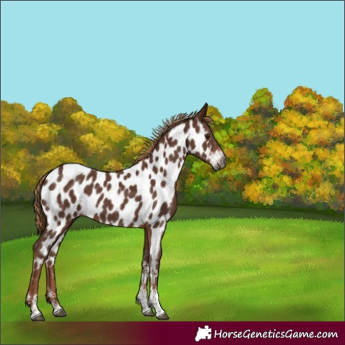 Horse Color:Gray Chestnut Sabino Near Leopard 