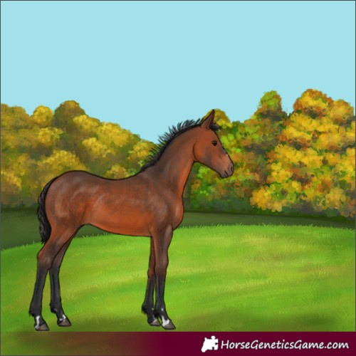 Horse Color:Bay Rabicano 