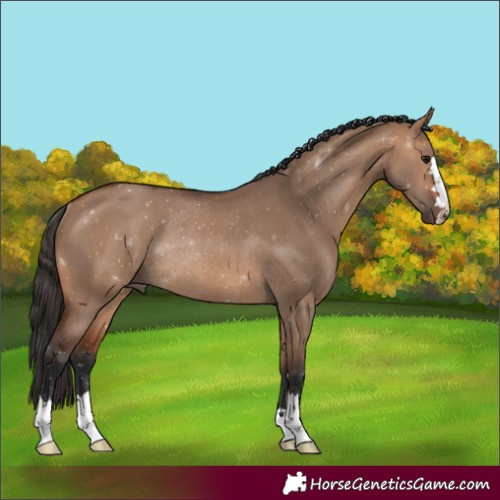 Horse Color:Bay Dun Rabicano 