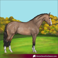 Horse Color:Bay Dun Rabicano 