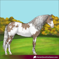 Horse Color:White Spotted Silver Grullo Frame