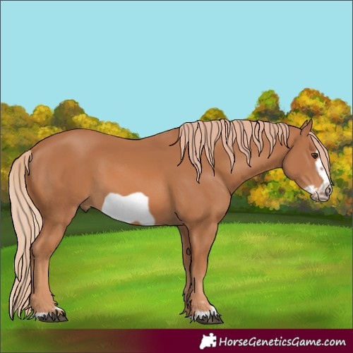 Horse Color:Chestnut Frame 