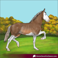 Horse Color:Chocolate Palomino Splash Rabicano 