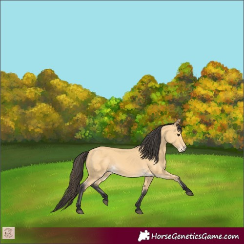 Horse Color:Buckskin 
