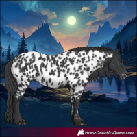Horse Color:Black Near Leopard