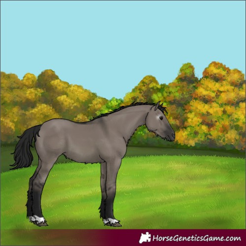 Horse Color:Gray Grullo 