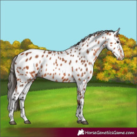 Horse Color:Bay Appaloosa 