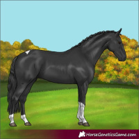 Horse Color:Black Tobiano 
