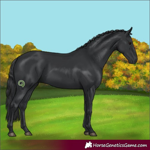 Horse Color:Black 