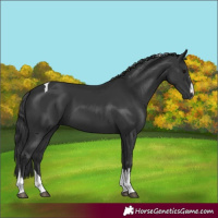 Horse Color:Black Tobiano 