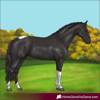 Horse Color:Smoky Black Tobiano 