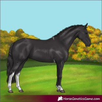 Horse Color:Smoky Black Tobiano 