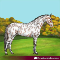 Horse Color:Brown Roan Frame Appaloosa 