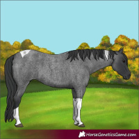 Horse Color:Blue Roan Tobiano 