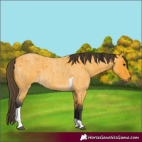Horse Color:Buckskin Roan Tobiano 