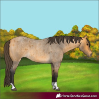 Horse Color:Buckskin Roan Tobiano 