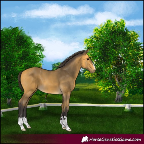 Horse Color:Buckskin 