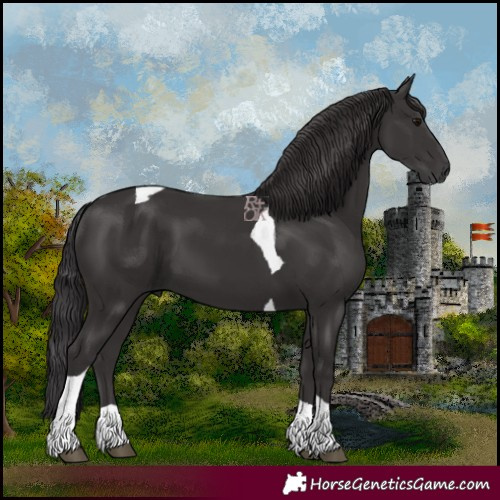 Horse Color:Smoky Black Tobiano 