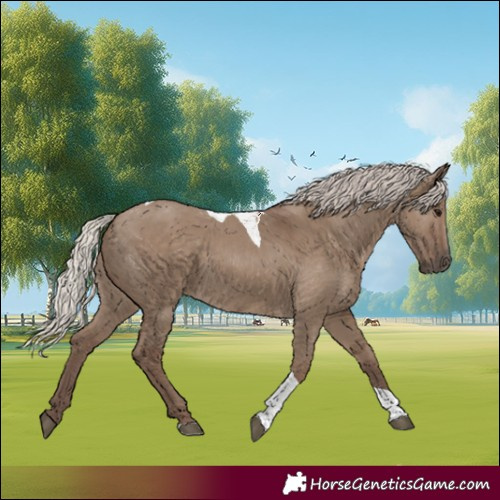 Horse Color:Silver Grullo Tobiano 