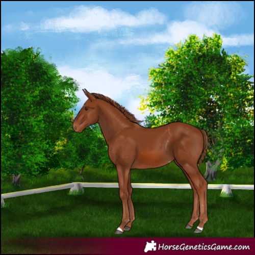 Horse Color:Chestnut Appaloosa 