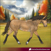 Horse Color:Buckskin 