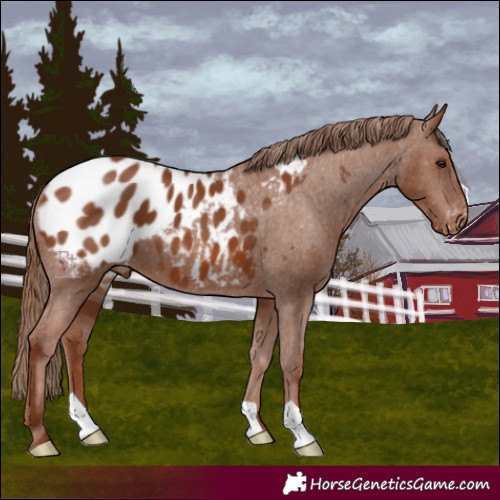 Horse Color:Chestnut Appaloosa 