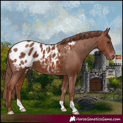 Horse Color:Chestnut Appaloosa 