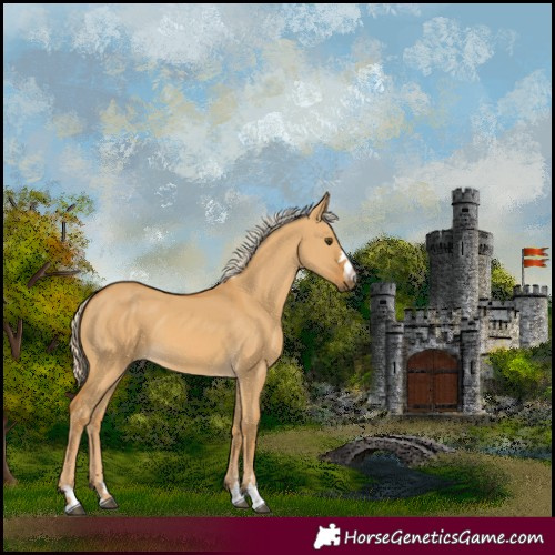 Horse Color:Palomino Dun 