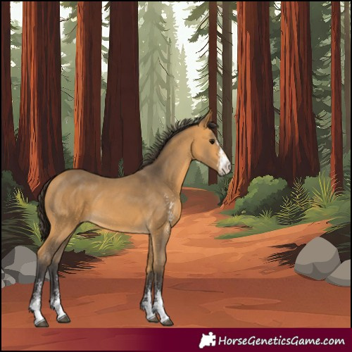 Horse Color:Buckskin Sabino 
