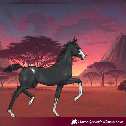 Horse Color:Black Appaloosa 