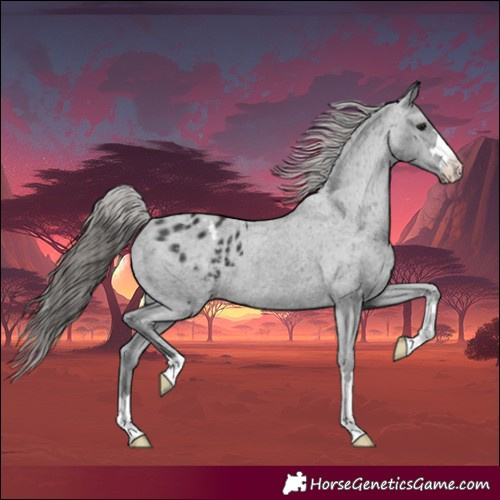 Horse Color:Black Appaloosa 