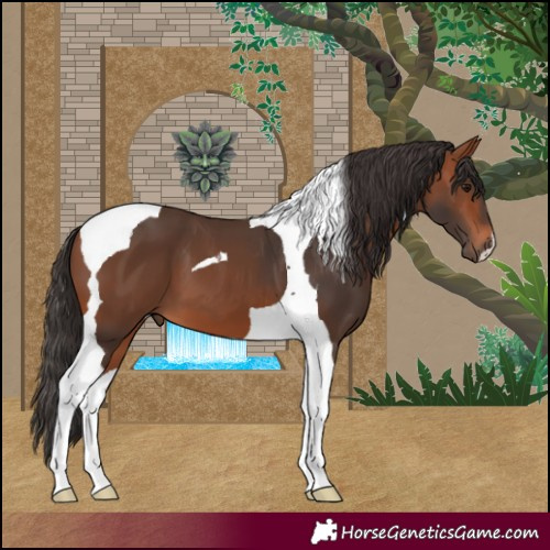 Horse Color:Bay Tobiano 