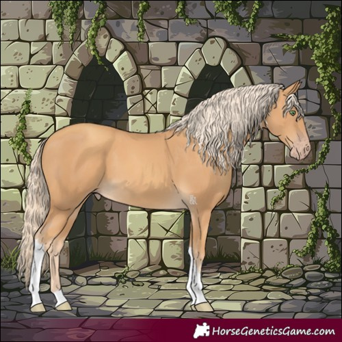 Horse Color:Gold Cream Champagne Tobiano 