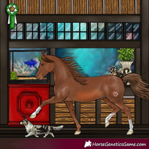 Horse Color:Chestnut 