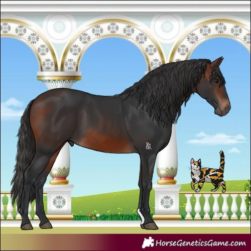 Horse Color:Brown 
