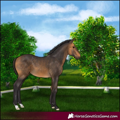 Horse Color:Buckskin 