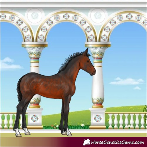 Horse Color:Brown 
