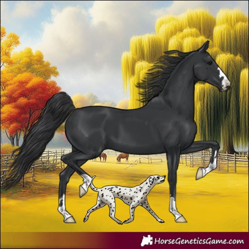 Horse Color:Black 