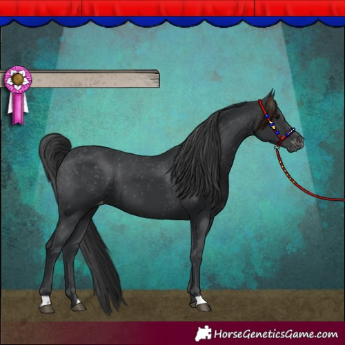 Horse Color:Black Varnish 