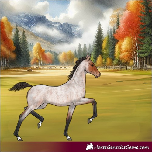 Horse Color:Bay Roan 