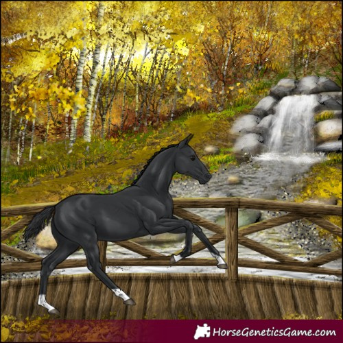 Horse Color:Black 