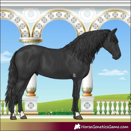 Horse Color:Black 